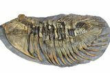 Rare Treveropyge Trilobite - Exceptional Specimen #376903-2